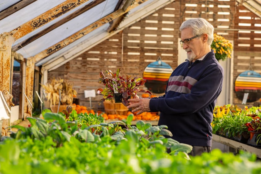 Man picking up flowers inside farm greenhouse